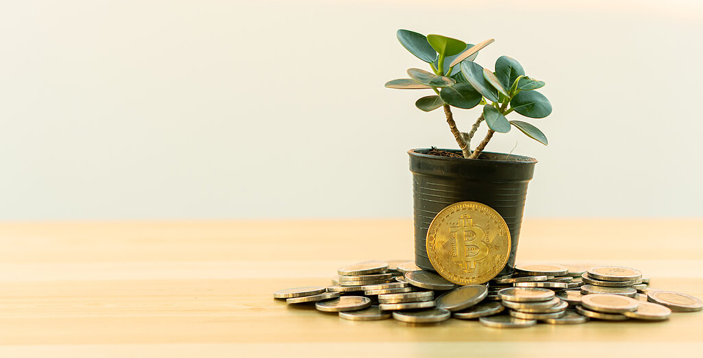 Image of cryptocurrency and a potted plant.
