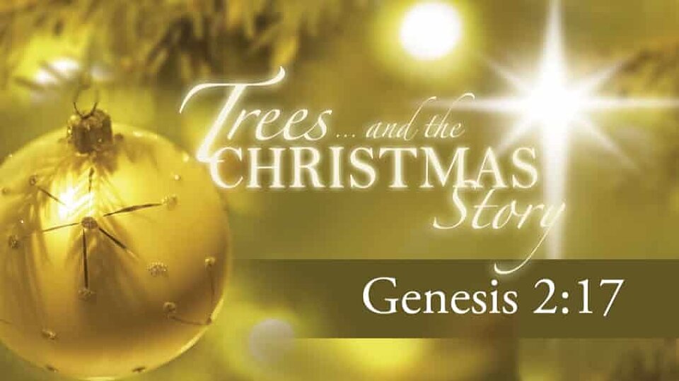 Trees . . . and the Christmas Story